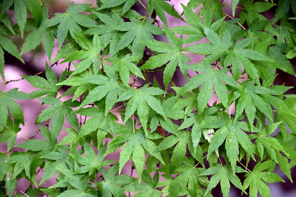 鸡爪槭, Acer palmatum