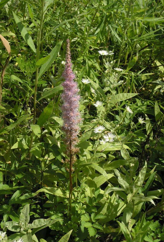 落新妇, Astilbe chinensis