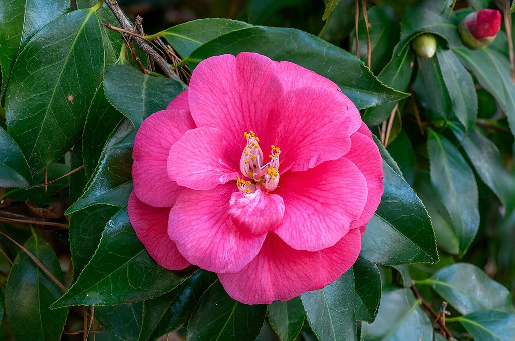 山茶, Camellia japonica