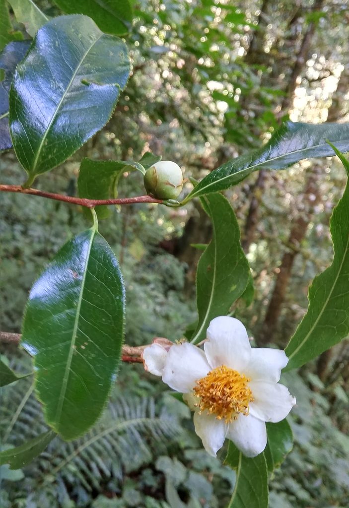 茶树, Camellia sinensis
