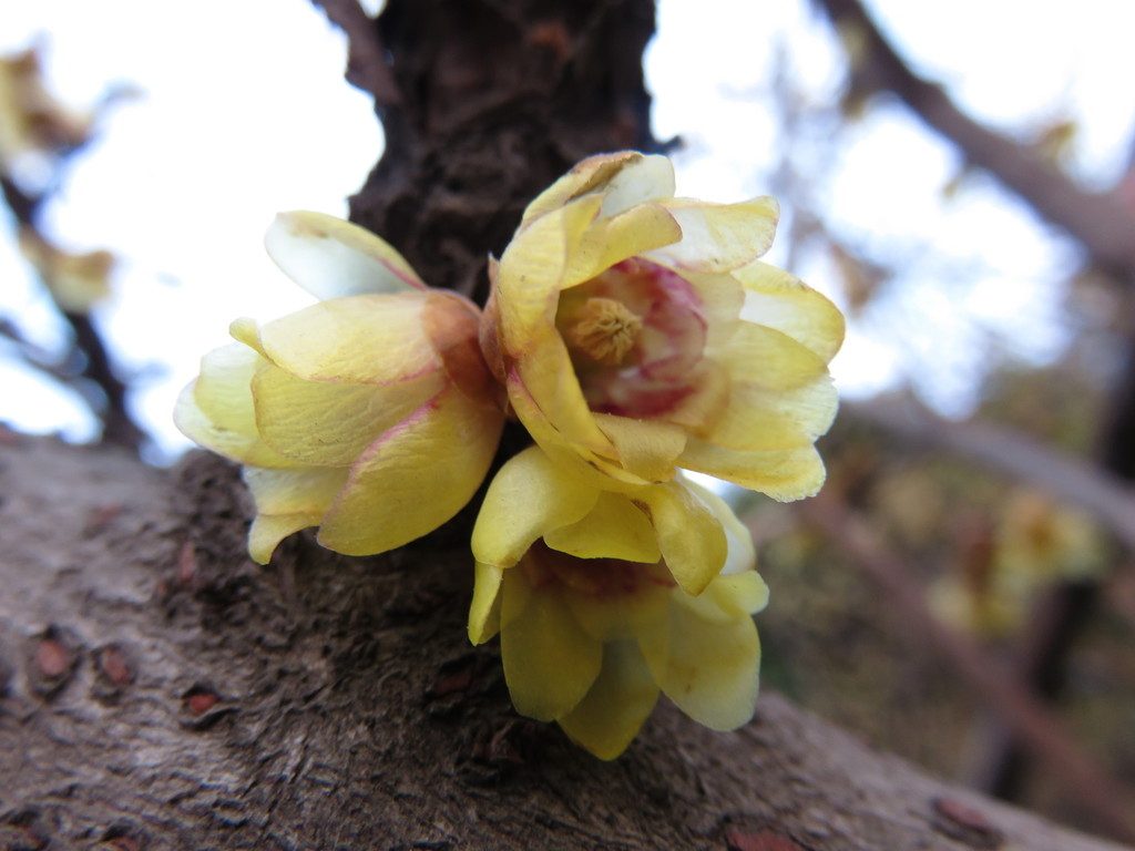 蜡梅, Chimonanthus praecox