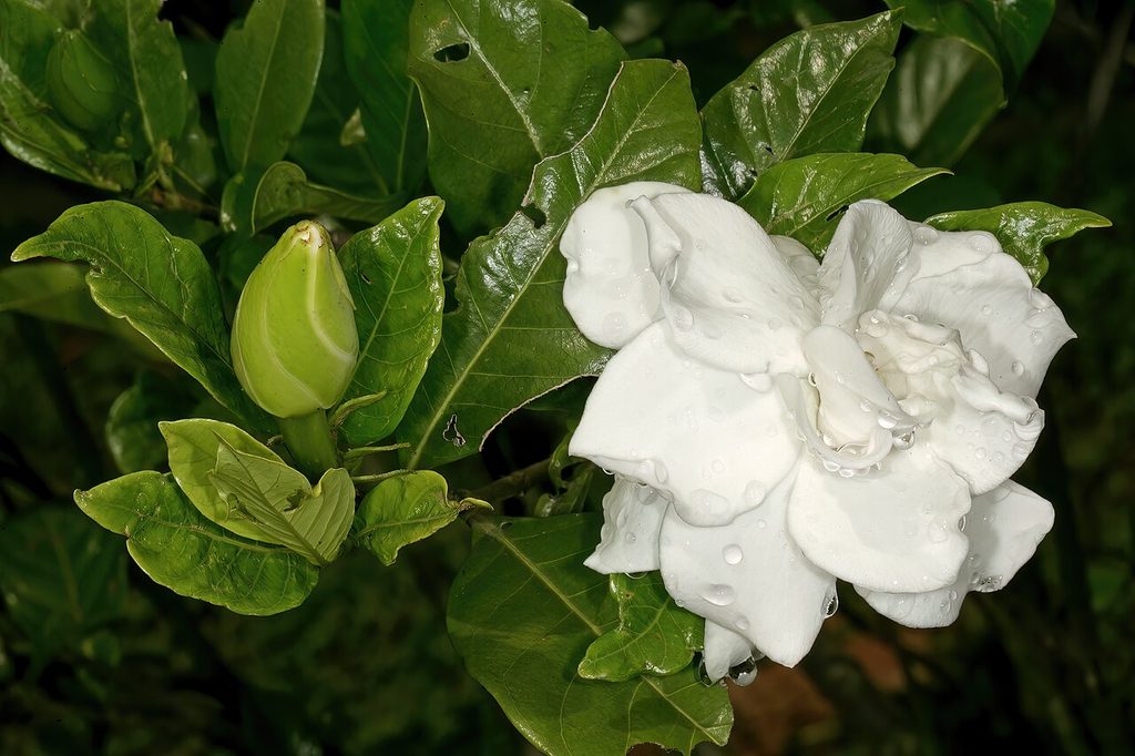 栀子, Gardenia jasminoides