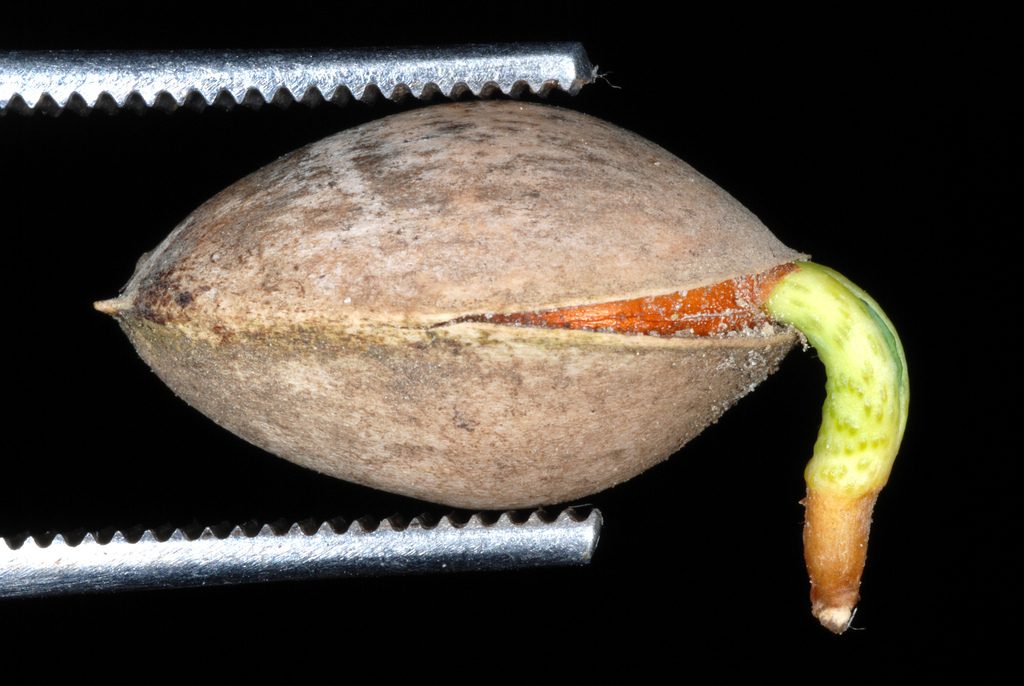 银杏, Ginkgo biloba
