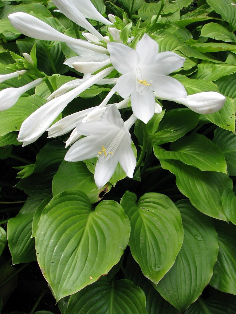 玉簪, Hosta plantaginea
