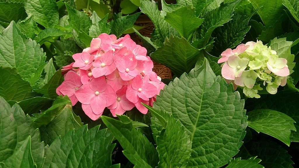 绣球, Hydrangea macrophylla
