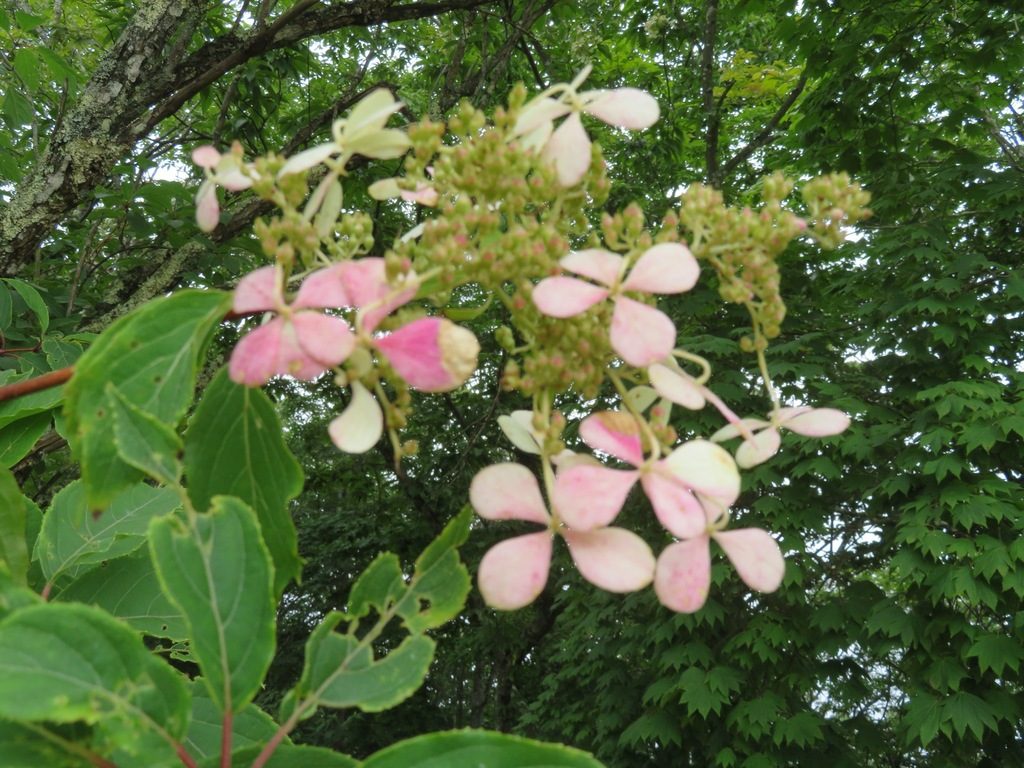 圆锥绣球, Hydrangea paniculata