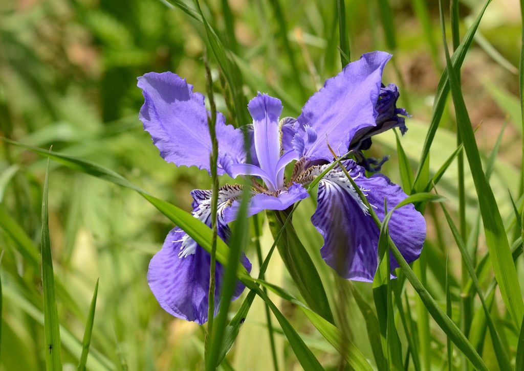 鸢尾, Iris tectorum