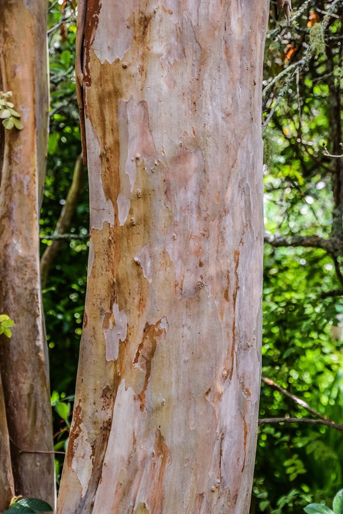 紫薇, Lagerstroemia indica
