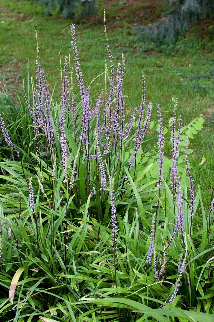 阔叶麦冬, Liriope muscari