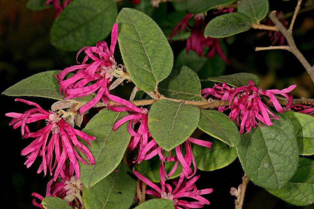 檵木, Loropetalum chinense