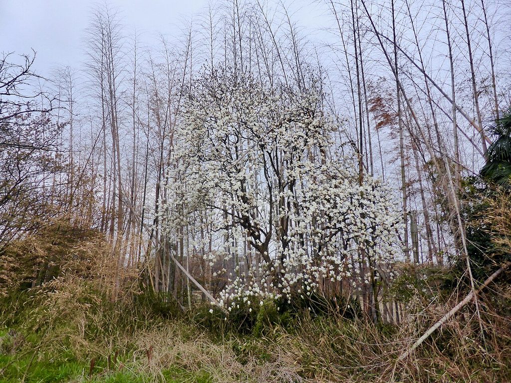 白玉兰, Magnolia denudata