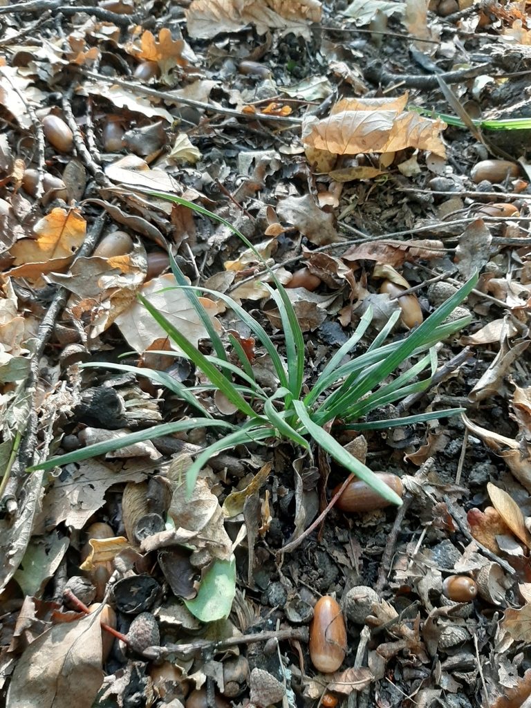 麦冬, Ophiopogon japonicus