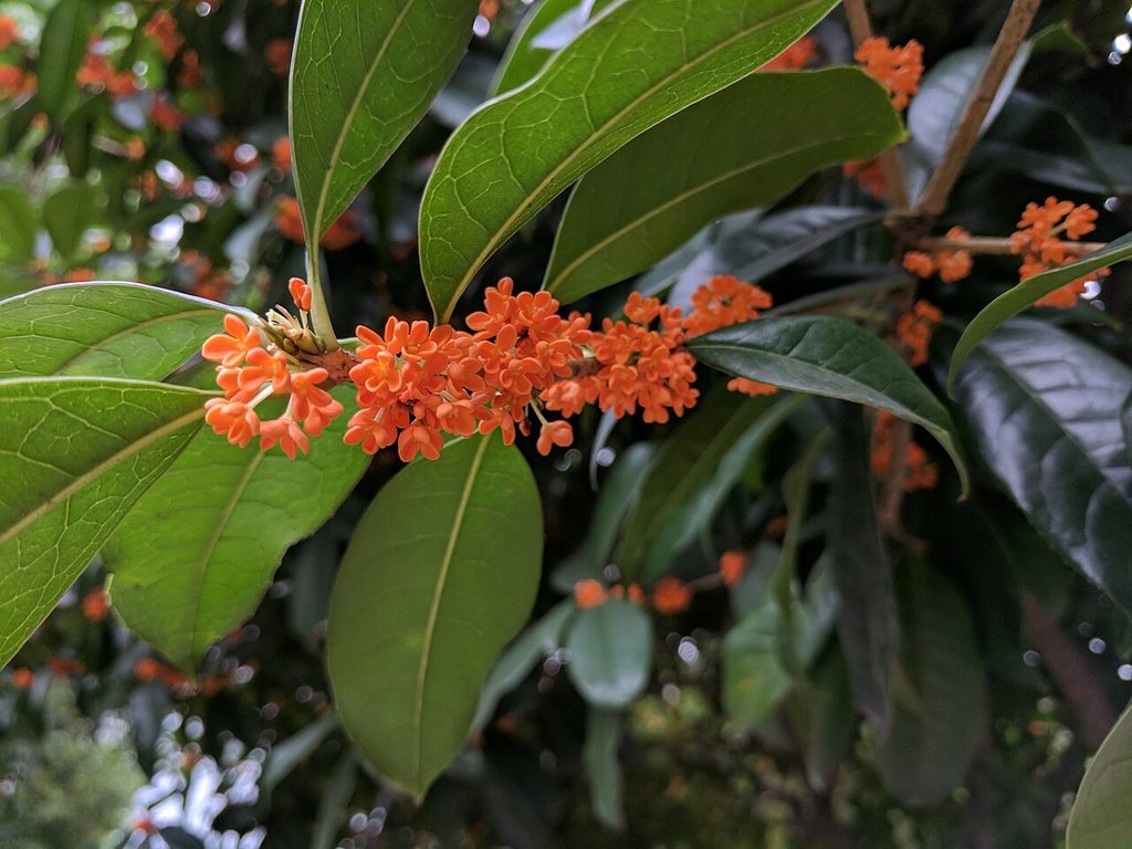 桂花, Osmanthus fragrans