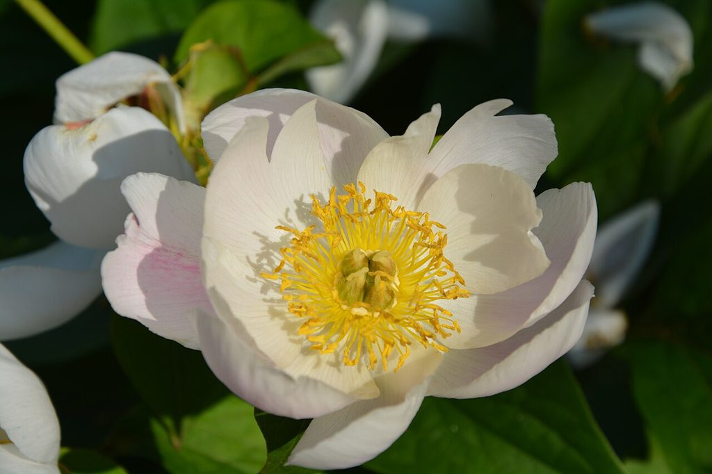 芍药, Paeonia lactiflora