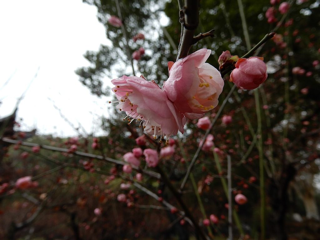 梅, Prunus mume