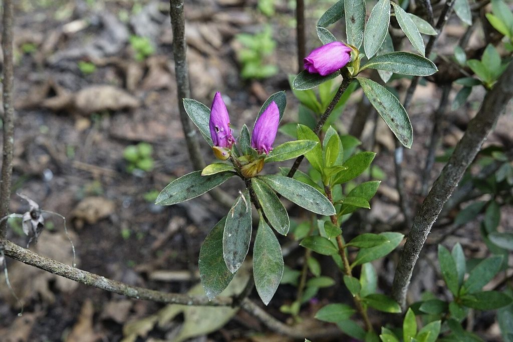 杜鹃, Rhododendron simsii