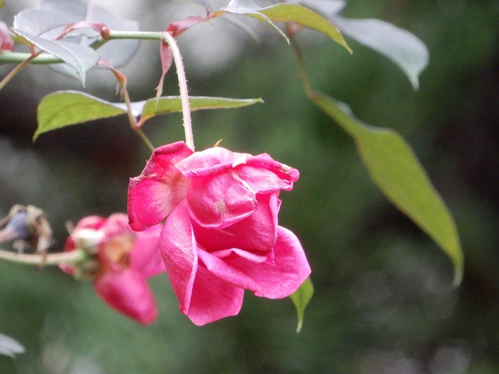 月季, Rosa chinensis