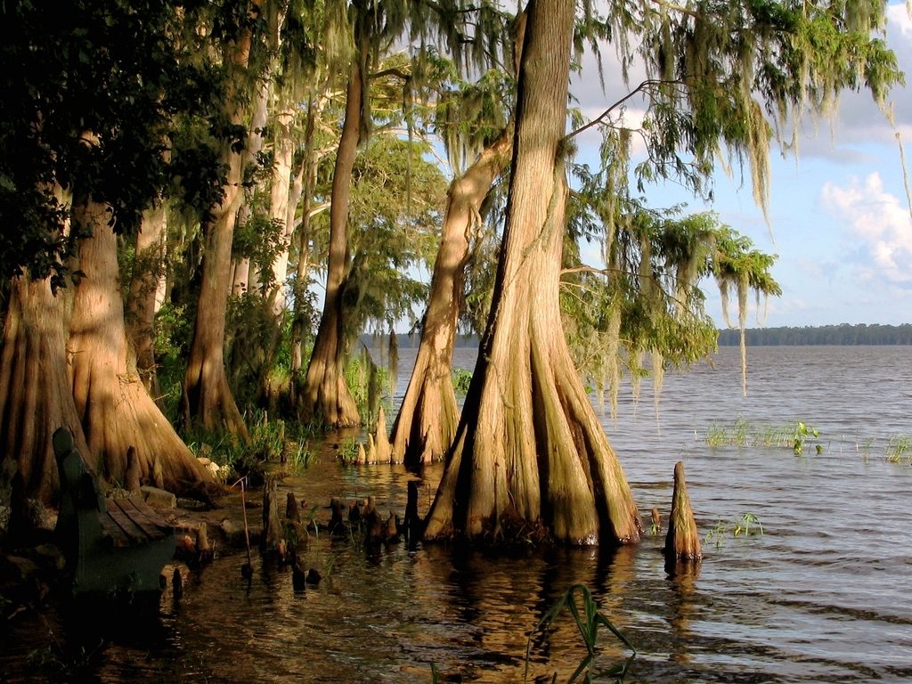 落羽杉, Taxodium distichum