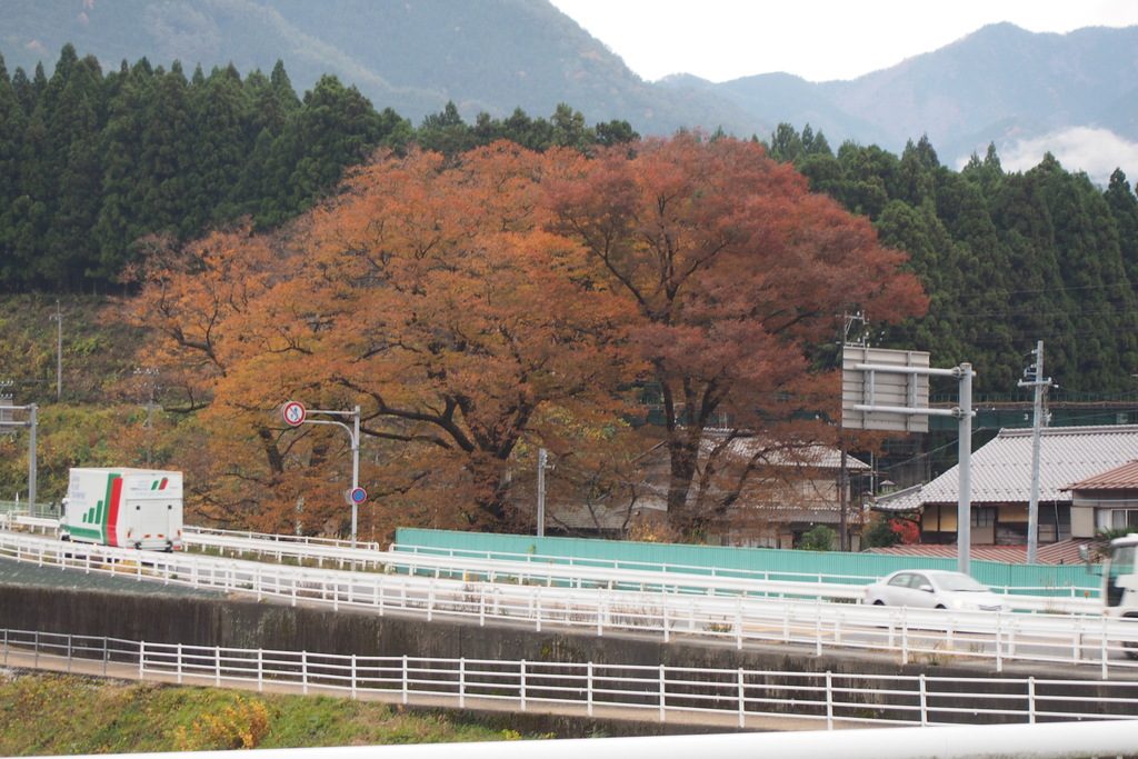 榉树, Zelkova serrata